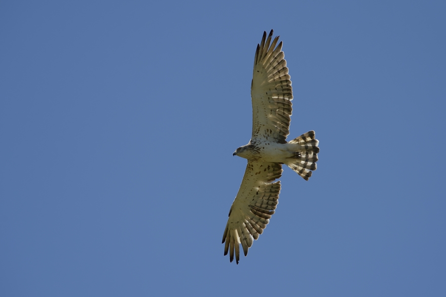 Biancone in volo